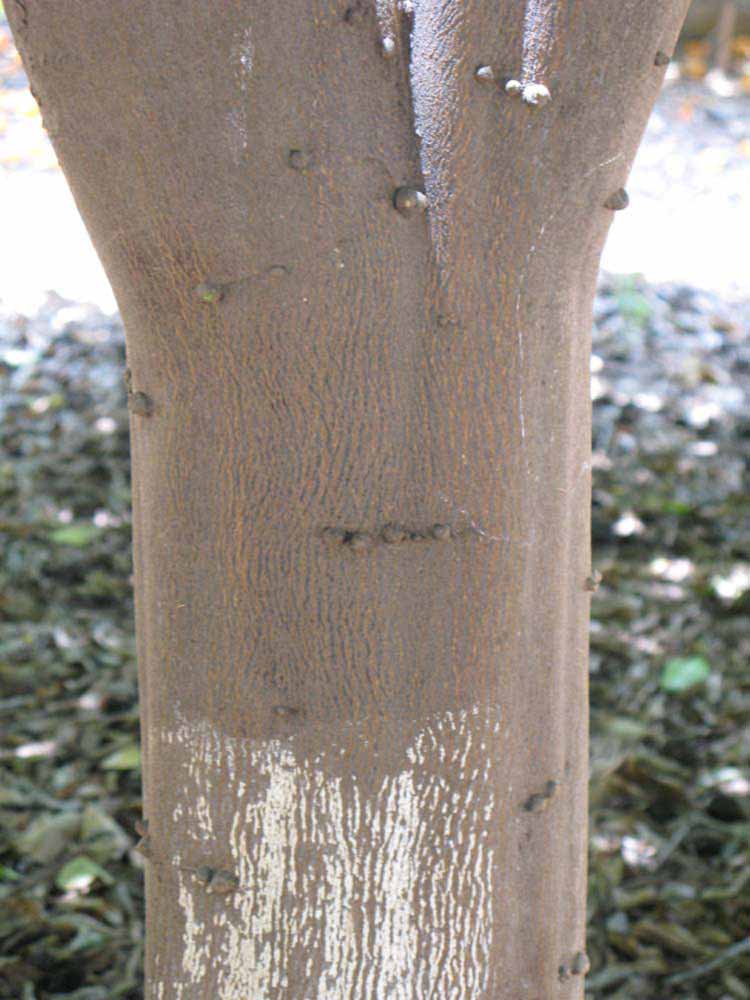            Bark (Riverside, CA)   